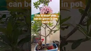 Heavy flowering Champa Plumeria 🌸🌸