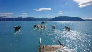How did you manage to take pictures of dogs 
