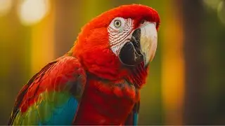 WORLD'S MOST BEAUTIFUL Green Winged Macaw at Bird Feeder | Live Aviary 4K