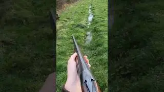 Joli petit sanglier ! 😍🐗 #hunting #passionchasse #chasseausanglier #setters #calibre12 #sanglier