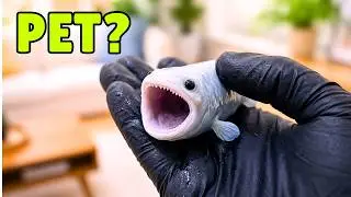 I Raised Bloop as a Pet... It Got Out of Control
