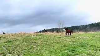 Rotational Grazing with Sport horses- Moving horses is easy
