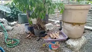 kandang madtim