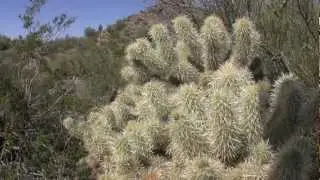 San Tan Mountain Regional Park