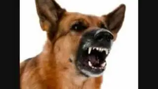Vinegar Joe  Never Met A Dog