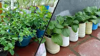 Amazing technique for growing vegetable at home very easy