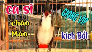 Luyện Giọng Chào Mào Sông Kon – Giọng Rừng Bản Địa, Chim Nghe Là Căng Lửa .h43
