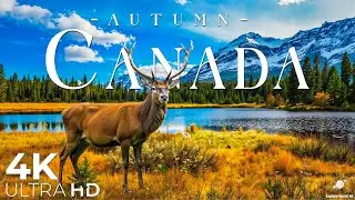 Autumn in Canada 4K 🍁 Maple Forests, Rocky Mountains, Serene Lakes draped in Fall Splendor