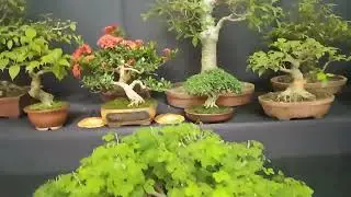 Bengal Bonsai annual exhibition 2025 | Part II |