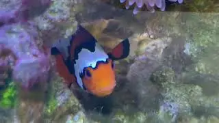 150g Reef with 12 year old Snowflake Clownfish spawning
