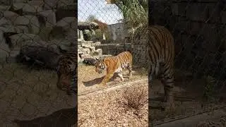 Knoxville Zoo..pacing tiger.