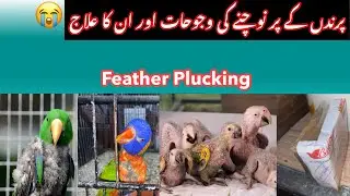 Feather Plucking & Treatment. Multan Pets|Birds Lovers|Multan Birds Markit. |Urdu| Hindi .