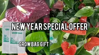 New year Special offer | Grow bag gift | special combo 2026