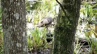 Wildlife on a Sunday morning walkabout at the archery club 052823