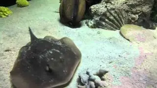 Saltwater Pond update , still going strong  , My home shark and Ray Tank