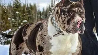 Top 7 Molosser Dog Breeds