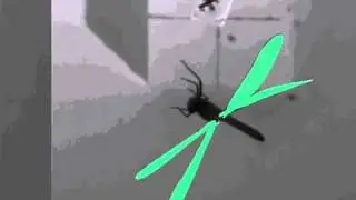 How dragonflies fly
