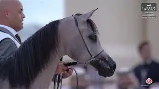 N 36 DINARA AL AMJAAD   15th Qatar International Arabian Peninsula Horse Show 2026   Yearling Fillie