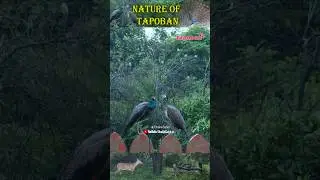 Wonderful Nature of Tapoban #nature #birds #rain #tapobandhakkisahib #tapoban #dhakkisahib