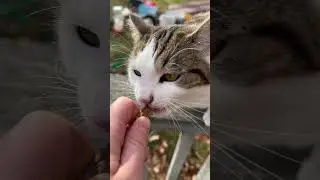 Snacks for the barn cats #barncat