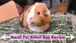Small Pet Select Hay Review