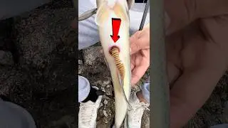 Bass verschluckt und scheidet Gummiwurm aus !😳 f&uuml;r den gesamten Angeltag checkt gerne das Video ab!