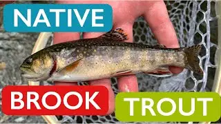 Small Stream FLY FISHING for NATIVE Brook Trout - Cinematic