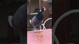 😱😱😱 ctto #amazing #kalapati #kalapatids #pigeon