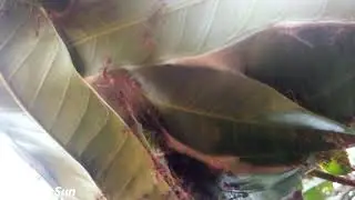 Raod Red Ants at home Me #Tour Sonisak Sun