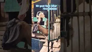 Bihar का No.1 Goat Farm | Mr Goat Farm Gaya 🐐
