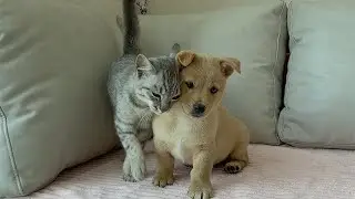 Puppy Without a Mom Finds Comfort in a Gentle Kitten &mdash; What Happens Next Will Melt You