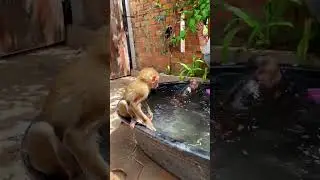 Bryyan and icy going to swim together
