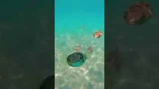 so cute puffer fishes ,they look so dumb🐠🐠