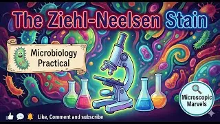 The Ziehl Neelsen Stain | Microbiology Practical | Microscopic Marvels
