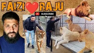 Reply To All My❤️Fans | RAJU BETA👈is Not Funny | Faizi Wildlife Farm💎 | 📈🥀RAJU THE LION🦁KING👑