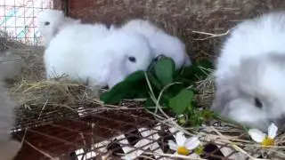 Cutest baby rabbits eat daisies