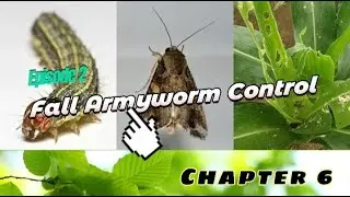 King Quenson Classroom：Lepidopteran Pest Control - the Fall Armyworm (Part 6)