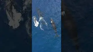 Whales Are Splashing Water In The Sea #shorts