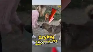 HeartWarming Act of Kindness By True Animal Lover #pets #animals #shorts