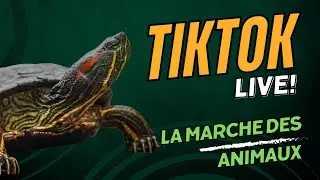 TikTok LIVE : La marche des animaux