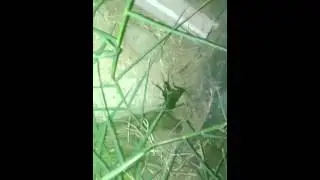Close up of cricket chirping
