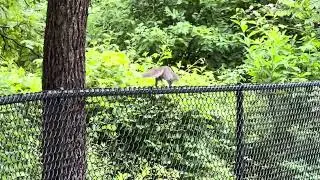 #Squirrel running along a fence &mdash; mid #June2025