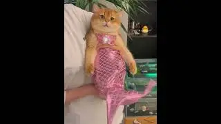 Mermaid Cat Costume Cloth✨ #kitten #cat #pets