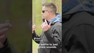 The Only Way Your Dog Can Listen to You on Walks | Dog Training Tips