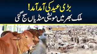 Bakra Mandi Update | Eid ul Adha | Neo News