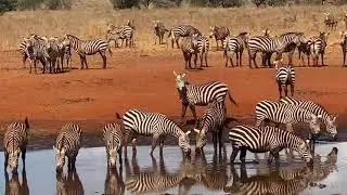 Kenya - Parcul National STAVO VEST / Kilaguni Serena Safari Lodge 4* & Ngutuni Lodge 4*