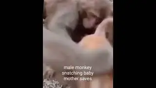 #monkey#feel#sleepy#malemonkey#snatch#baby#mother#saves#rhinos#funnyfights...