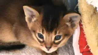 Abyssinian baby (kitten) Hotchocolate cattery