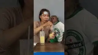 Monkey abu drinks corn milk with his mother