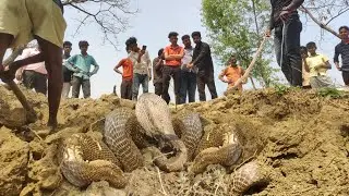 इस मंजर को देख बुजुर्ग पति पत्नी का पैरों तले ज़मीन खिसक गई। फिर देखिए नाग नागिन खौफनाक नज़ारा